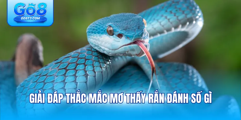 Giải đáp thắc mắc mơ thấy rắn đánh số gì